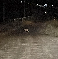 Tilkiyle karşılaşınca o anları kayıt altına aldı