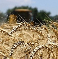 TMO'dan hububatta rekor alım: Çiftçiye 34,3 milyar TL ödeme!
