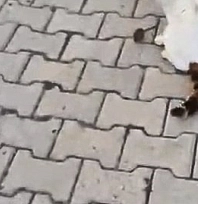 Tom ve Jerry gerçek oldu! Fare kaçtı, kedi kovaladı...