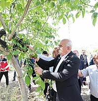 Trabzon hurması, dut ve incire destek ödemesi başladı