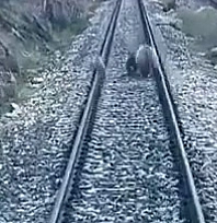 Tren yoluna çıkan ayılar panikle kaçıştı