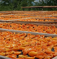 Tüccarın almadığı kayısıları geleneksel yöntemle kurutup satıyor!