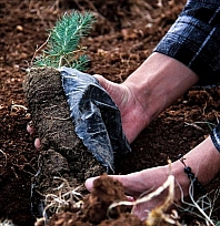 Türk Eğitim-Sen'den ağaçlandırma seferberliği