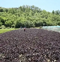 Türkiye'nin huzur veren ilçeleri belli oldu: Listede Malatya'dan da bir ilçe var