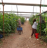 Turşuluk ürünlerde hasat başladı