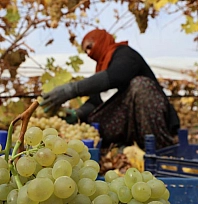 Üzüm hasadına don darbesi: Rekolte yüzde 80 düştü
