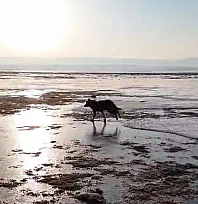Vatandaş tedirgin: Kurtlar neden yerleşim yerlerine yaklaşıyor?
