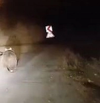 Vatandaşın 'Ayı' ile sohbeti gündem oldu