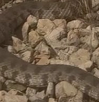 Vatandaşın soğukkanlılığı şaşırttı