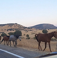 Yaban at sürüsü yola indi