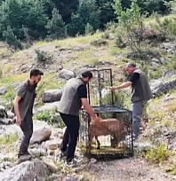 Yaralı dağ keçisi tedavisinin ardından doğaya bırakıldı
