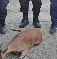 Yaralı dağ keçisini jandarma kurtardı