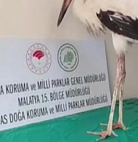 Yaralı halde bulunmuştu, tedavisinin ardından doğaya salındı