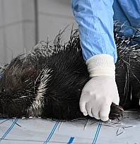 Yaralı Hint Oklu kirpi tedavi altına alındı