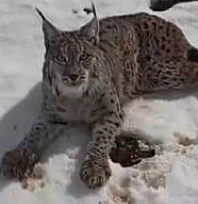 Yaralı vaşağı fark eden tır sürücüsünden örnek davranış