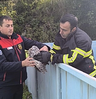 Yayladağı'nda baykuş kurtarma operasyonu