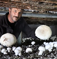 Yılın son mantar hasadı başladı