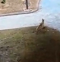 Yiyecek arayan 2 tilki kent merkezine indi