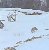 Yoğun kar yaban hayvanlarını aç bıraktı
