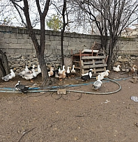 Yozgat'a döndü, binlerce hayvan üreterek geçimini sağlıyor