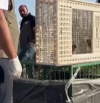Yuvadan düşen iki kerkenez yavrusu doğaya bırakıldı