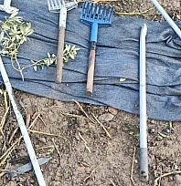 Zeytinleri dalından çaldılar