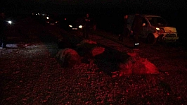 Taksi sürüye daldı koyunlar telef oldu