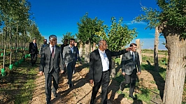 Malatya'da kesilmedi, taşındı: Ağaçların yüzde 80'i yeniden yeşerdi
