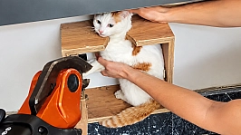 Malatya'da posta kutusundan mektup değil kedi çıktı!