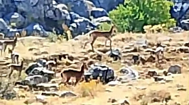 Malatya'da nesli koruma altındaki yaban keçileri görüntülendi