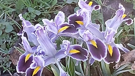 Nevruz'la Gelen Bahar Müjdesi!