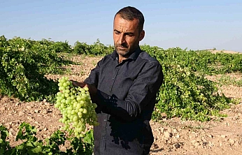 Kayısıya rakip çıktı: Malatya'nın unutulan lezzeti kapış kapış satılıyor!