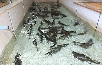 Denizi Olmayan Malatya Balık Üretiminde Lider