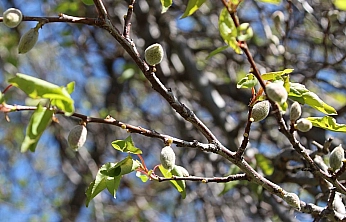 Doğu Anadolu'da kayısı, İç Anadolu'da elma... Zirai dondan etkilendi: Ödemelerin ne zaman yatacağı belli oldu