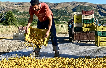 Malatya kayısısı 500 TL'den 250 TL'ye düştü Üretici 3-5 ihracatçının insafına mı kaldı?