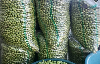 Hatay'da Hasat Edildi! Malatya'nın Gözdesi Oldu: Kilosu 110 TL'den Satışta…