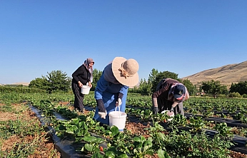 İstanbul'dan Malatya'ya döndü, toprağa yöneldi: Kayısıya rakip ürün yetiştirdi