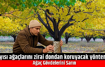 Kayısı ağaçlarını zirai dondan koruyacak yöntem! Ağaç Gövdelerini Sarın