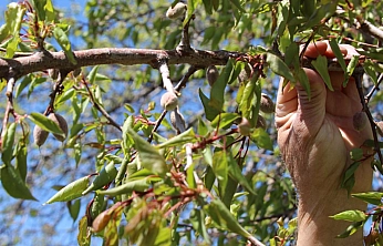 Kayısı bahçelerinde yeni dönem: Parsel parsel uygulanacak!