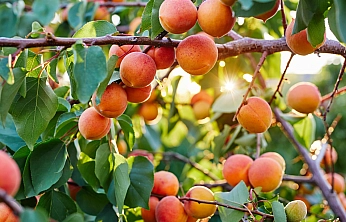 Kayısı Üreticilerine Kritik Uyarı: Bunları Mutlaka Yapın!