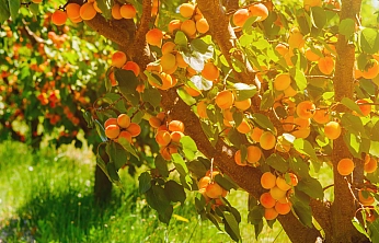 Kayısıda devrim! Verim artacak, görüntü değişecek