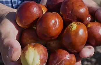 Kayısıdan daha çok gelir getirdi: Çin'den getirip, Malatya'da ekti! 10 gün boyunca çürümüyor.