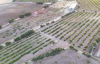 Malatya'da 150 dönümlük alanda yetiştirildi: Kilosu 600 TL'den satılıyor
