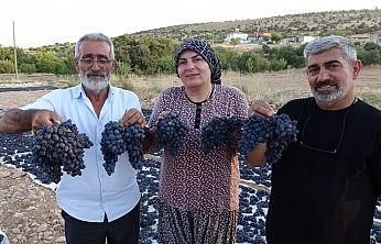 Malatya'da 300 dönümlük alanda üretiliyor! Kilosu 600 TL'den satılıyor
