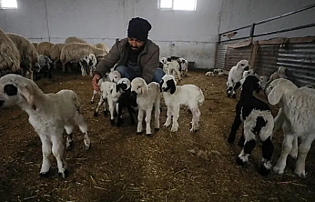 Malatya'da ahır ve ağıllara 'Sınıf' belgesi geliyor! Elindeki alet-edevatı komşusuyla paylaşan yandı