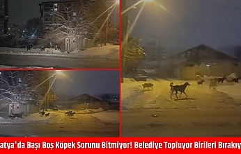 Malatya'da başı boş köpek sorunu bitmiyor! Belediye topluyor birileri bırakıyor…
