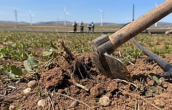 Malatya'da ekilmeyen araziler kiraya verilecek: İlçe ilçe askı listeleri açıklandı