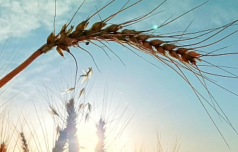 Malatya'da hangi ürüne hibe desteği verilecek? İlçe ilçe açıklandı