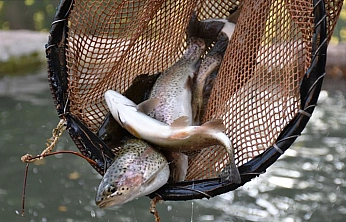 Malatya'da Kapıkaya Barajı 10 yıllığına kiralanacak
