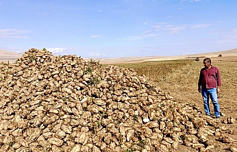 Malatya'da pancar hasadı başladı! Artan maliyetler çiftçinin yüzünü güldürmüyor